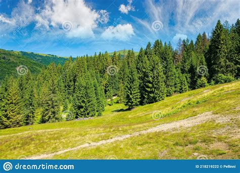 Coniferous Forest On The Hill Stock Photo Image Of Trees Environment