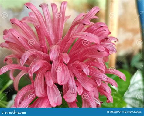 Justisia Camea Stock Image Image Of Flowering Justicia 245252701