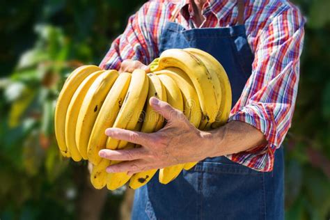 Senior Man Farmer Worker Holding Harvest Of Organic Bananas Stock