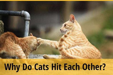 Why Do Cats Hit Each Other Zooawesome