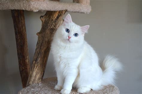 Ragdoll cats can come in a variety of colors and patterns; 纯白色布偶 - 宝贝它