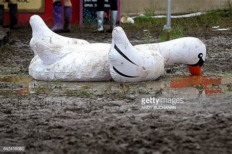 Inflatable Swan Photos And Premium High Res Pictures Getty Images