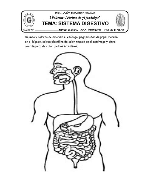 Sistema Digestivo Para Colorear Pdmrea