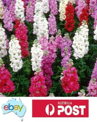 Stock Giant Imperial Mixed Flower 150 Seeds Australian Stock Ebay