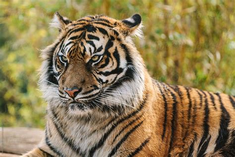 Portrait Of Male Sumatran Tiger By Stocksy Contributor Akela From