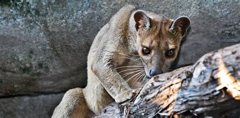 Caught On Camera The Fossa Madagascars Elusive Top Predator