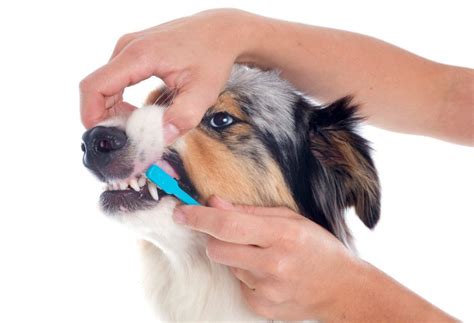 Proper Dental Hygiene For Dogs Four Legged Guru