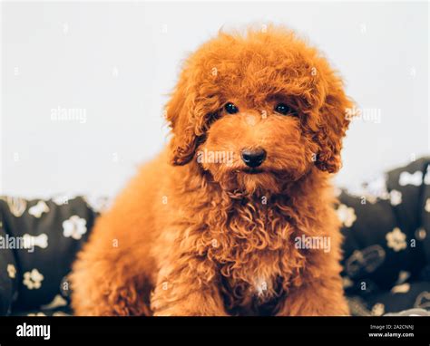 Apricot Toy Poodle Puppy Stock Photo Alamy