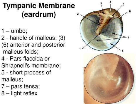 Ear Anatomy External Pinna