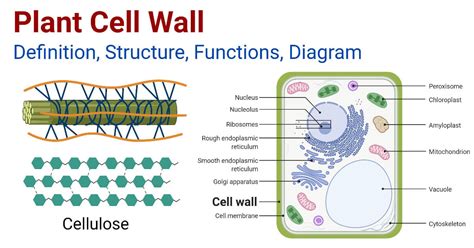 Plant Cell Wall Definition Structure Functions Diagram