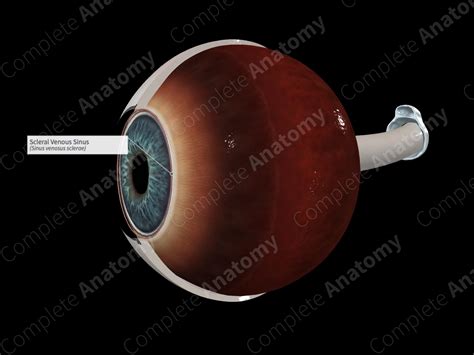 Scleral Venous Sinus Complete Anatomy