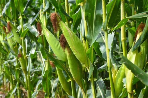 Maize Field Stock Photos Images And Backgrounds For Free Download