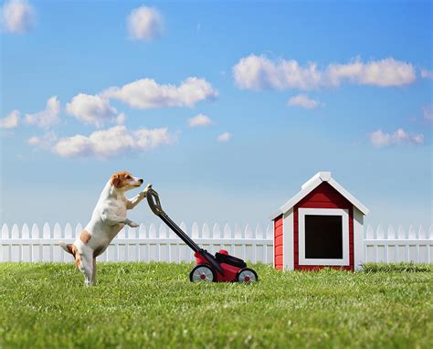 Dog Mowing Lawn Near Dog House By Pm Images