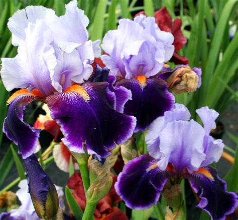 Purple Iris Flower Flowers Free Nature Pictures By