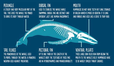 Whale Facts Nsw National Parks