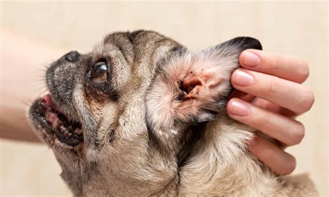 Understanding The 3 Types Of Ear Infections In Dogs