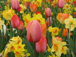 Filetulips And Daffodils Wikimedia Commons