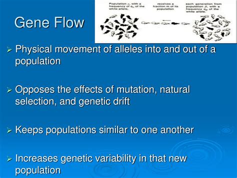 Ppt Recombination Mutation Genetic Drift Gene Flow Powerpoint