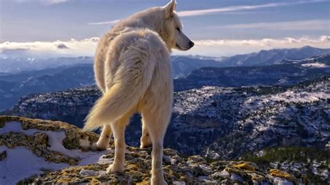 Winter Wolf Wallpapers Wallpaper Cave