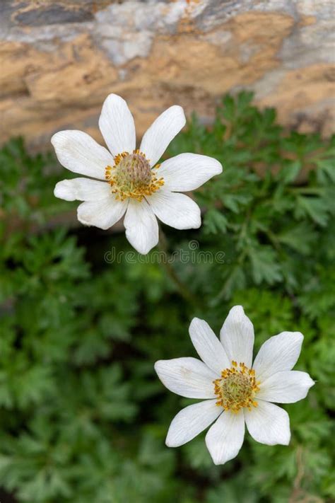 Macro Photography Of A Wild Flower Anemone Baldensis Stock Image