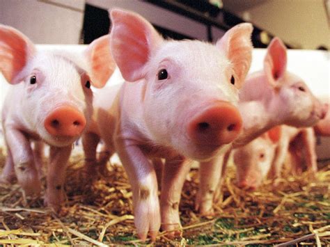 Scientists Closer To Growing Human Organs In Pigs Bioedge