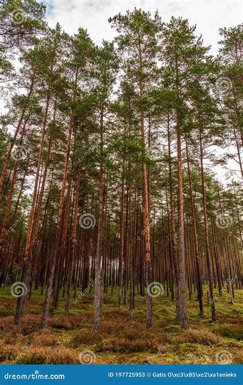 Forest With Slender Long Pines Stock Image Image Of Pine Pines