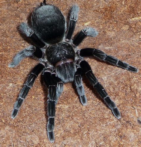 The grammostola pulchra, is a very terrestrial type of tarantula and also an opportunistic. B-schroederi-caresheet