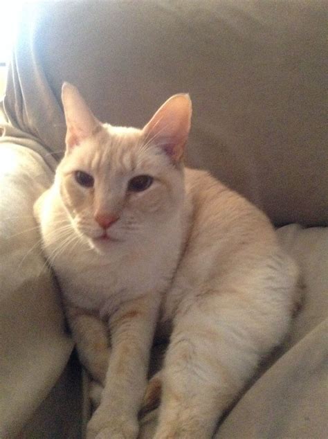 The flame point siamese cat (or red point). My Flame Point Siamese cat, Romeo! | siamese cats | Pinterest