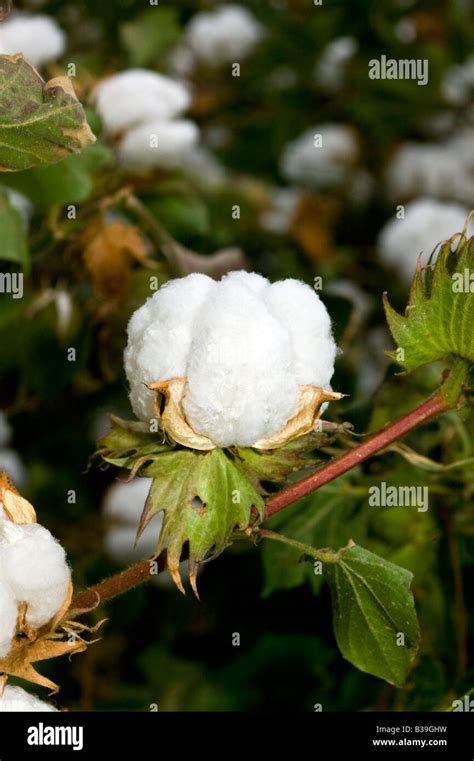 Cotton Plant Image Gallery