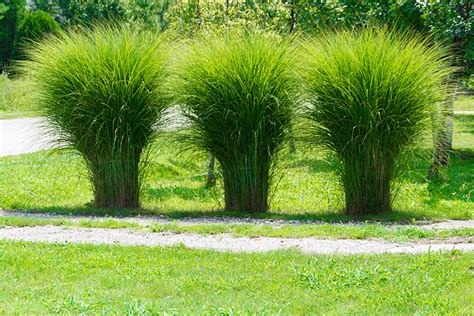 28 Ornamental Grasses In Colorado Meronmelrick