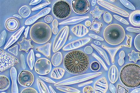 Diatoms Theyre Everywhere Microbiology