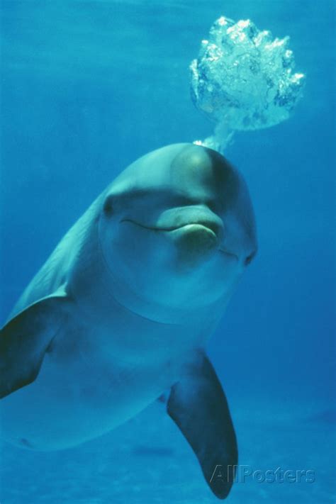 Bottlenose Dolphin Blows Bubbles From Blow Hole Photographic Print At