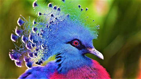 10 Most Beautiful Birds On Planet Earth 2 Beautiful Birds Most