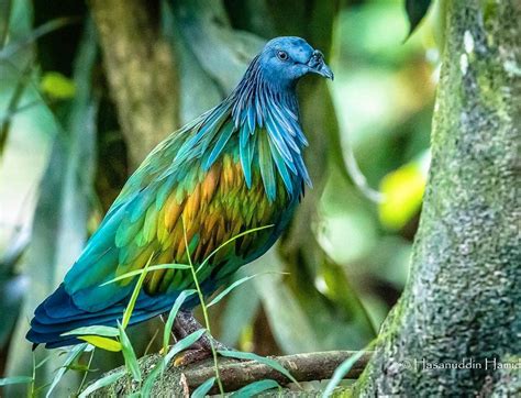 Gorgeous Nicobar Pigeons Are Thought To Be The Closest Living Relative