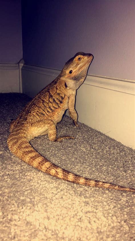 Bearded Dragons For Sale The Bearded Dragon