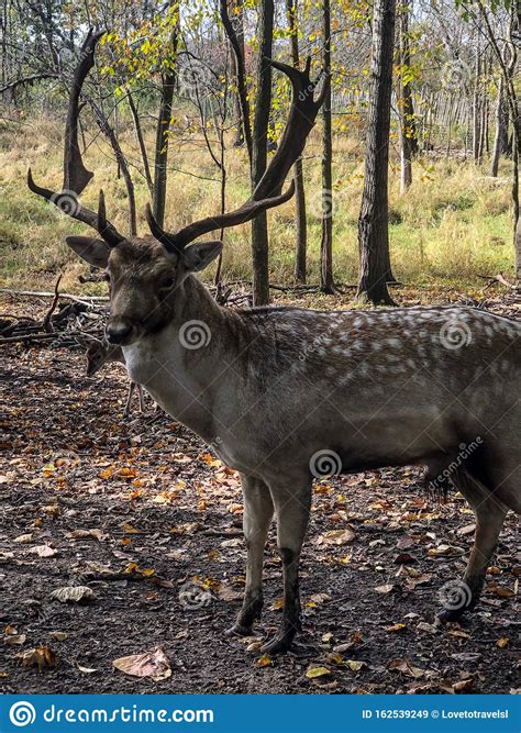 Large Male Sika Deer At Wildlife Zoo Stock Image Image