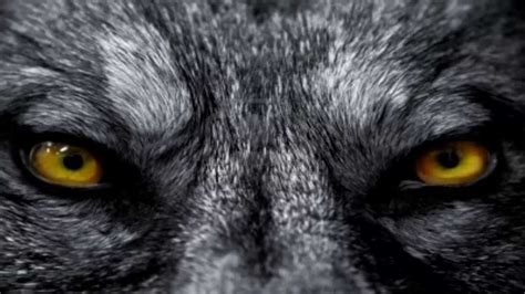 Ojos De Lobo Wolf Eyes Wolf Wallpaper Werewolf