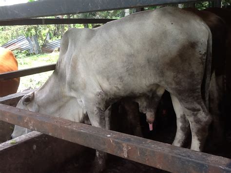 Sapi limosin adalah sapi yang pertama kali dikembangkan di negara prancis. ANF GLOBAL FARM ENTERPRISE: lembu brahman untuk dijual