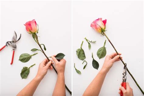 Cara Merawat Bunga Mawar Potong Yang Sudah Layu