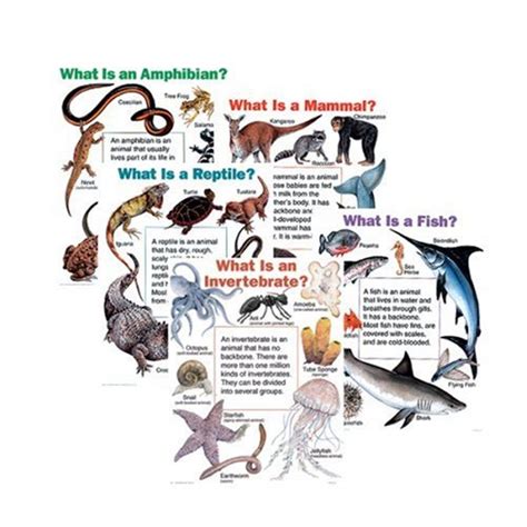 All About Animals Chart Pack Cheap Charts School Specialty