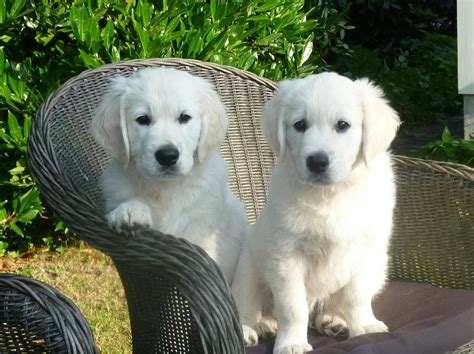 Male pups are priced starting at $1400, females at $1500, with english creams priced starting at $1900 and $2000, respectively, with clear creams (no ready dates are when the litter is 8 weeks old and can legally go home, according to colorado state law. English Cream Golden Retriever Puppies For Sale|Pristine ...