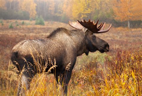 Giant Moose Pictures
