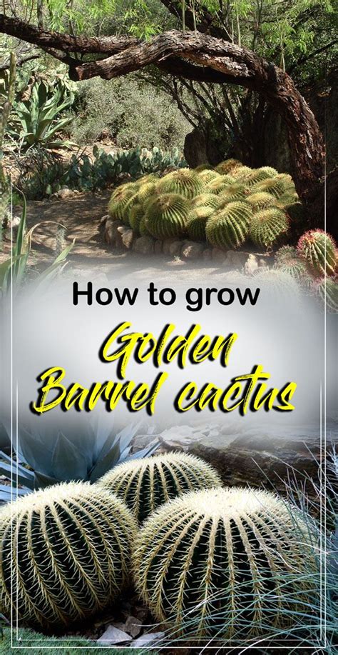 The time a cactus takes to grow from seed depends on the species and the climate. Growing Golden Barrel Cactus | Golden barrel cactus ...