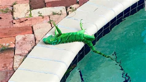 Frozen Iguanas Are Falling From Trees In Florida Because Of The Cold Cnn