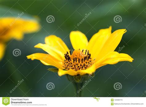 Fragile Delicate Yellow Flower Cute Yellow Summer Flowerdelic Stock