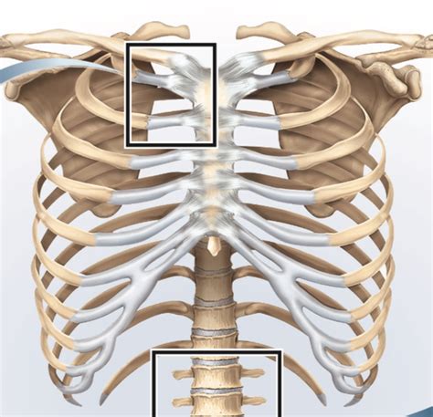The human rib cage is made up of 12 pairs of ribs, some of which attach to a bony process in the front of the chest called the sternum. If the rib cage is made of bones that are solid and don't ...