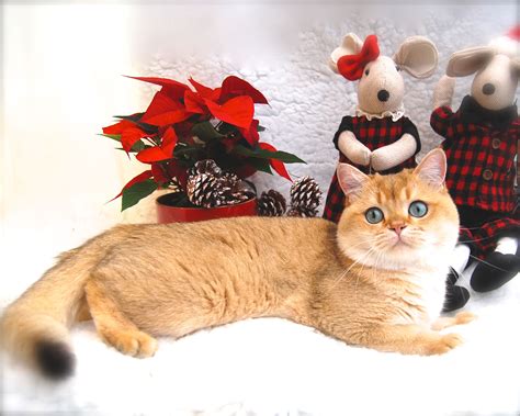 Pet kittens for sale is the best place to shop for your kitten and cat needs. Golden British Shorthair Kittens For Sale Near Me