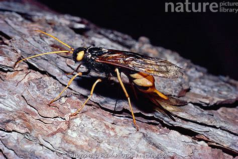 Stock Photo Of Giant Horntail Woodwasp Urocerus Gigas Ovipositing