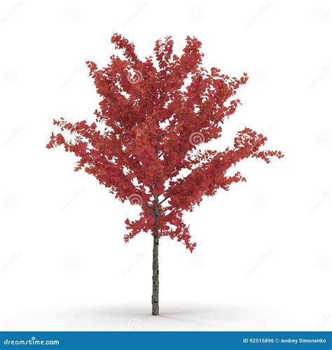 Young Red Autumn Maple Tree Isolated On White 3d Illustration Stock