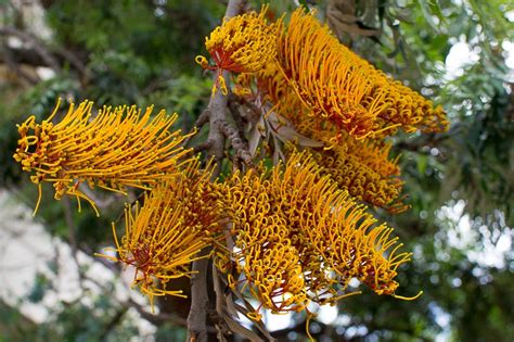 Buy wholesale grevillea from triangle nursery. Grevillea robusta / IPlantz
